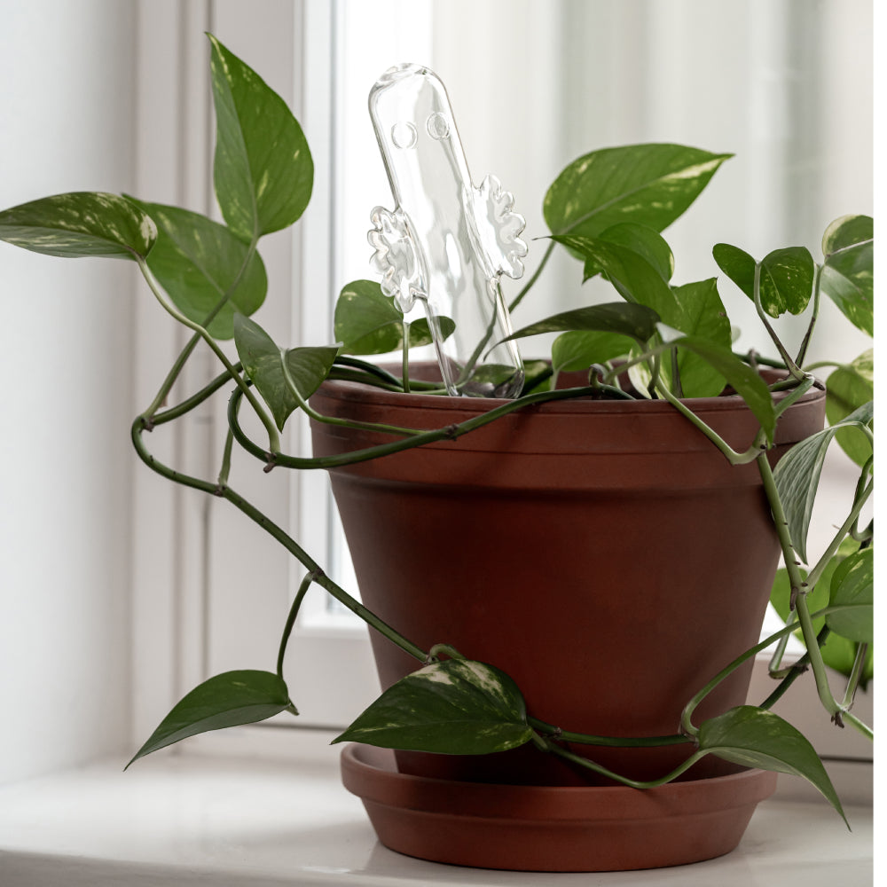 pothos suomeksi Hattifattener Watering Bulb 30cm