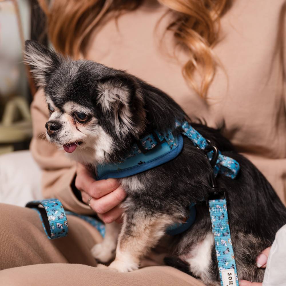 Moomin Ski Holiday Collar Blue - The Official Moomin Shop